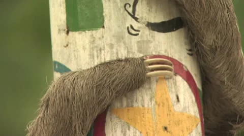 Sloth Climbing On A Stick Video stock 19055485