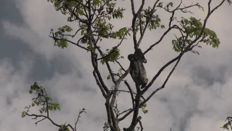 Sloth climbing in tree 스톡 동영상 83097996