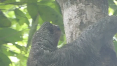 Sloth climbing tree Stock Footage 93180730