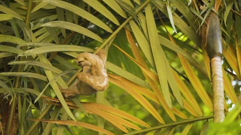 Sloth climbing a tree 스톡 동영상 119310085