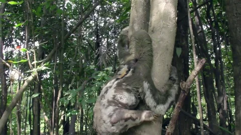 Sloth climbing a tree HD 動画素材 75175795
