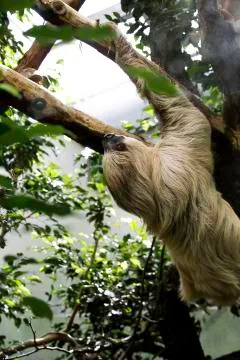 Sloth climbing a tree Stock Photos