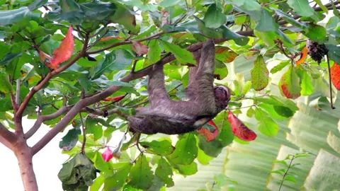Sloth climbing tree for sleep. The laziest animal Stock Footage 145356104