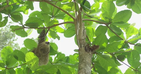 Sloth Climbs in Jungle Stock Footage 262026443