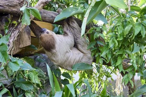 A sloth climbs a tree branch Stock Photos