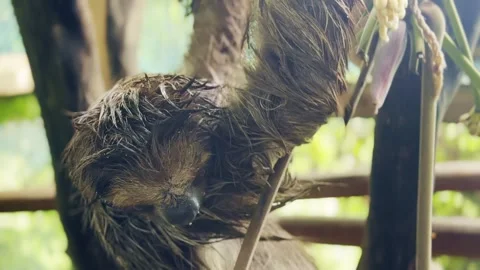 A sloth climbs wooden branches inside a leafy tropical wildlife enclosure. Vidéo 338994552