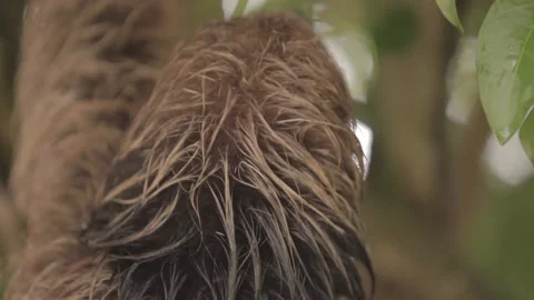 Sloth closeup on tree 스톡 동영상 147869724