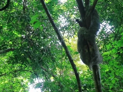Sloth comes down from a tree in the park of Manuel Antonio of Costa Rica 動画素材 103597342
