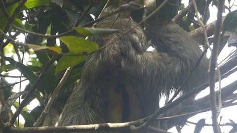 Sloth coming down tree Stock Footage 93393413