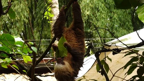 Sloth in Costa Rica Stock Footage 121003133