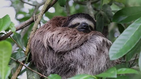 Sloth - Costa Rica Stock Footage 247269401