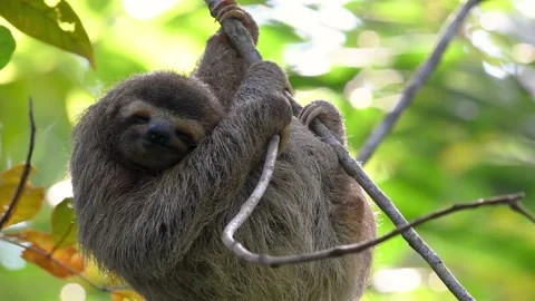 Sloth in Costa Rica Video Stock Footage