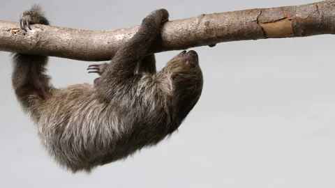 Sloth crawls on branch across frame - isolated on white background Stock Footage 239059017