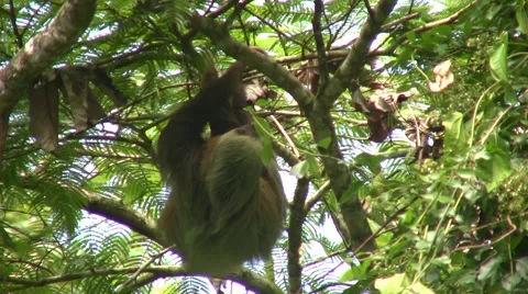 Sloth cruising through the trees 動画素材 1007341