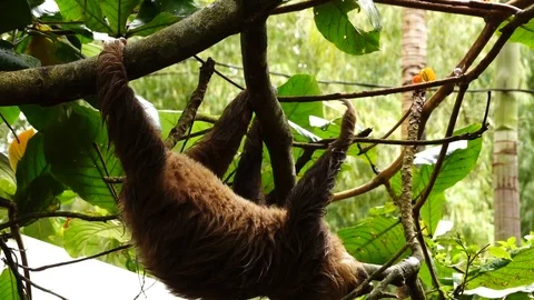 Sloth cute Stock Footage 121003124