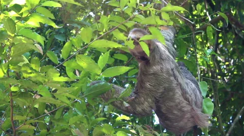 Sloth Descending Tree Video stock 54340156