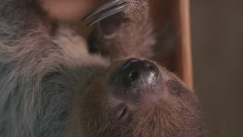 Sloth eating close up cinematic depth of field Stock Footage 166918974