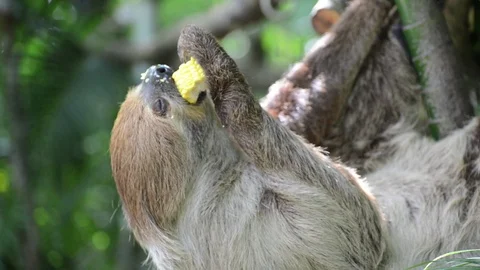 Sloth eating corn. Stock-Footage 91690823