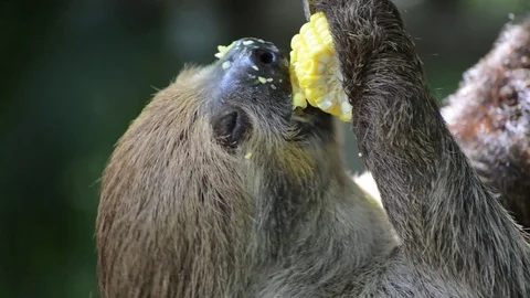  Sloth eating corn Video stock 91690969