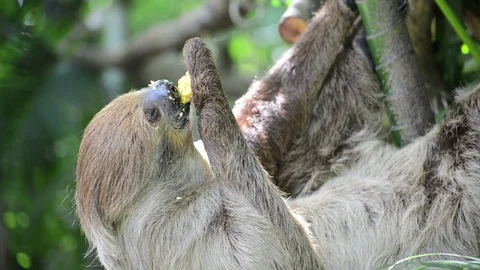 Sloth eating corn. Video stock 91690978