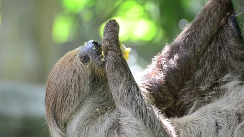 Sloth eating corn. Stock-Footage 91691079