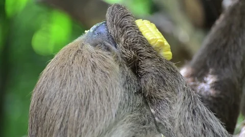 Sloth eating corn. Video stock 91691563