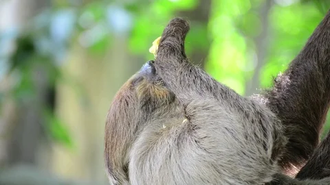 Sloth eating corn. Vídeo Stock 91697882