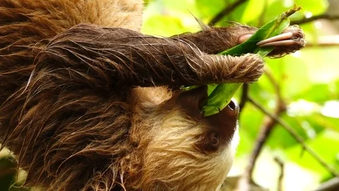 Sloth eating Stock Footage 121003115