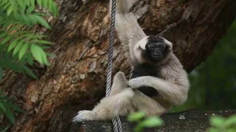 Sloth eating fresh corn Vídeos de archivo 77774691