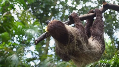 Sloth eating fresh corn Vídeos de archivo 77774799