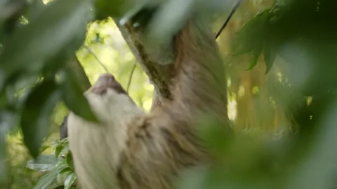Sloth Eating in the Jungle Stock Footage 236776705
