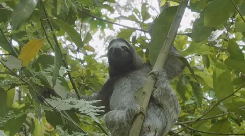 Sloth eating leaves on tree 스톡 동영상 58409490