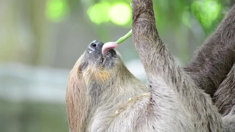 Sloth eating  Long bean. Video stock 91691851