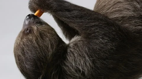 Sloth eating slide of vegatble isolated against white background - Side Stock Footage 239718409