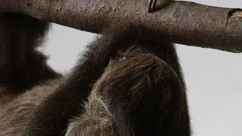 Sloth eating snack hanging upside down on branch - isolated on white Stock Footage 239718459