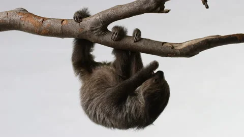 Sloth eating upside down hanging from tree branch isolated on white Stock Footage 239059121