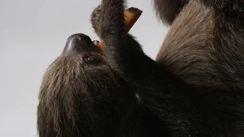 Sloth eats piece of sweet potato - isolated on white background - close up Stock Footage 239718285