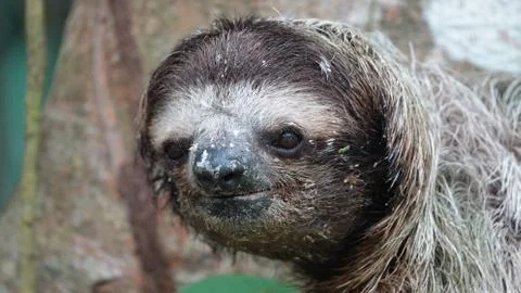 The sloth eyes Stock Photos