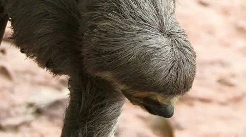 Sloth face close up Video stock 21453276