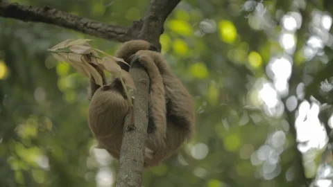 Sloth (Folivora choloepus) climbing a tree eating leafs 스톡 동영상 109205983