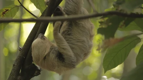 Sloth (Folivora choloepus) in a tree eating leafs Stock Footage 109206604
