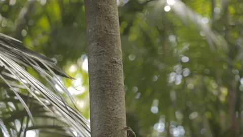 Sloth (Folivora) climbing a tree 스톡 동영상 109206177