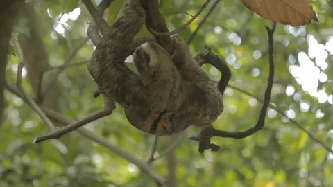 Sloth (Folivora) climbing a tree trying to look for food 스톡 동영상 109206527