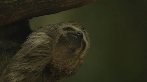 Sloth (Folivora) looking at camera Stock Footage 109206586