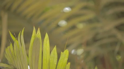 Sloth (Folivora) scratching his back 스톡 동영상 109206175