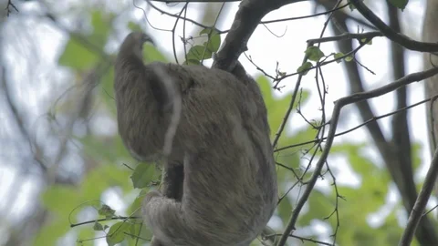 Sloth (Folivora) in a Tree Stockbeeldmateriaal 109206014