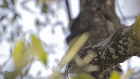 Sloth (Folivora) on a tree 스톡 동영상 109206185