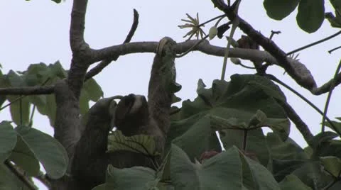Sloth Stock Footage 8945692