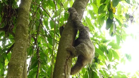 Sloth Stock Footage 121003191