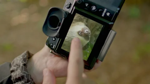 Sloth footage in Camera Stock Footage 236776681